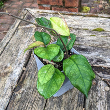 Load image into Gallery viewer, Hoya fungii
