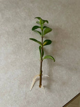 Load image into Gallery viewer, Goldfish Plant / Nematanthus gregarious
