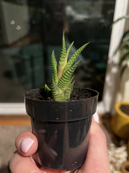 Haworthia 'Zebra Plant' White Stripe Aloe Spiky Succulent (2 inch)