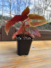 Load image into Gallery viewer, Begonia maculata &#39;Pink Spot&#39; 3”

