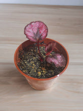 Load image into Gallery viewer, Begonia Rex &#39;Vampire&#39; 2.5&quot;

