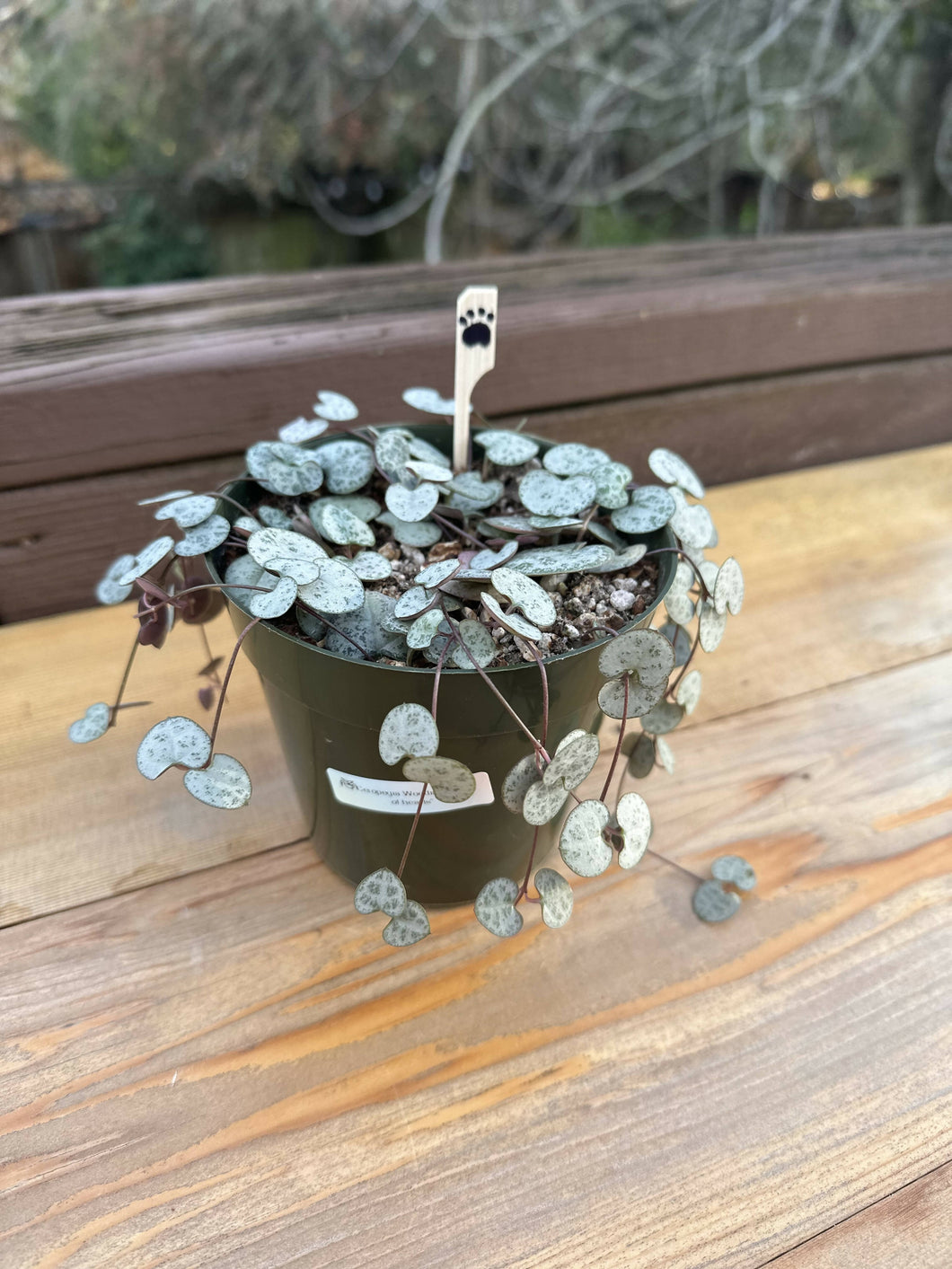 String of hearts plant (Ceropegia woodii) 4in