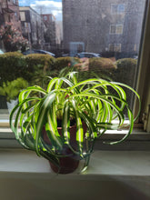 Load image into Gallery viewer, Curly Spider Plant &#39;Bonnie&#39; 4&quot;
