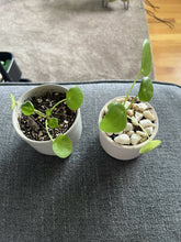 Load image into Gallery viewer, Pilea &#39;Chinese money plant&#39; 1inch-2 inch pots
