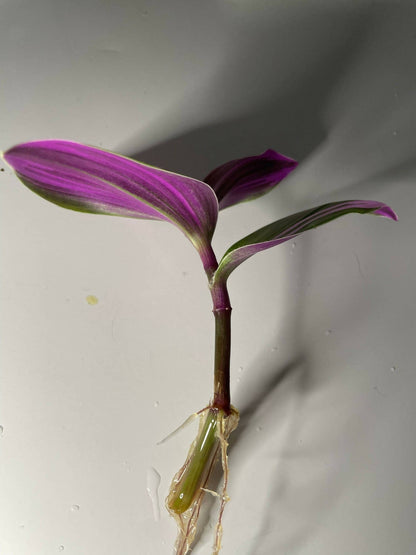 Tradescantia blossfeldiana Nanouk (Bare Root)