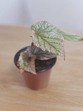 Load image into Gallery viewer, Begonia &#39;Frosty Don Miller&#39; 4&quot;
