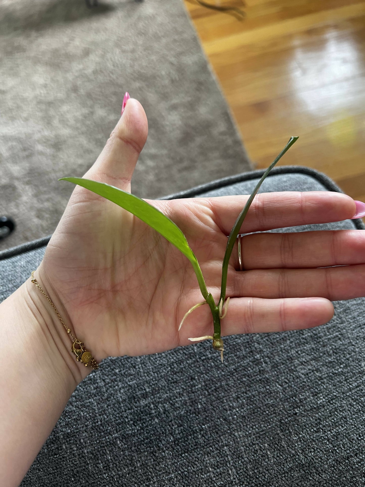 Hoya obovata