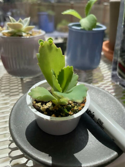 Kalachole Daigremontiana/ Mother of Thousands/ Devil's Back bone