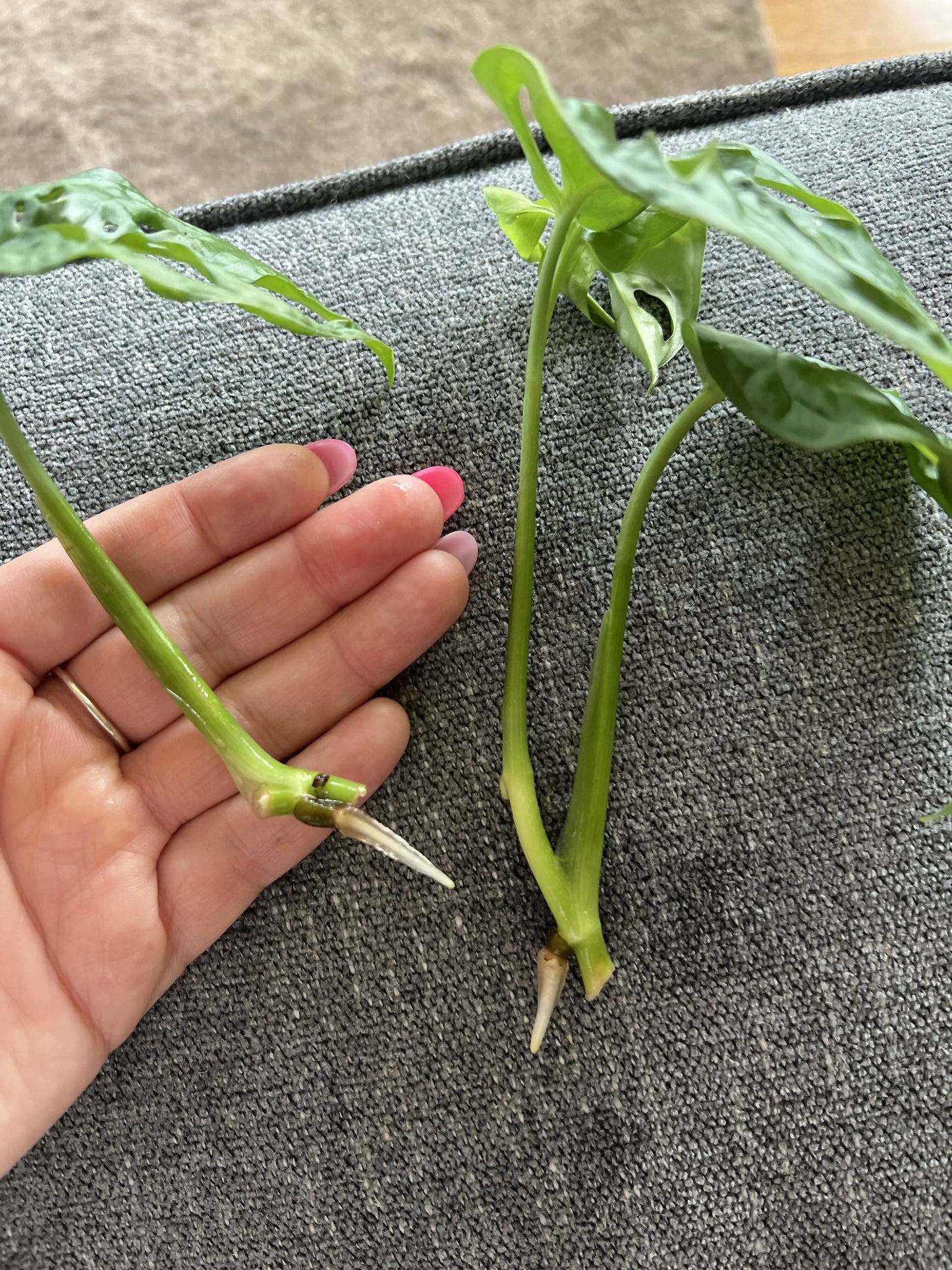 Swiss cheese monstera