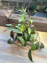 Load image into Gallery viewer, Black Pagoda Lipstick plant (Aeschynanthus marmoratus) 3in
