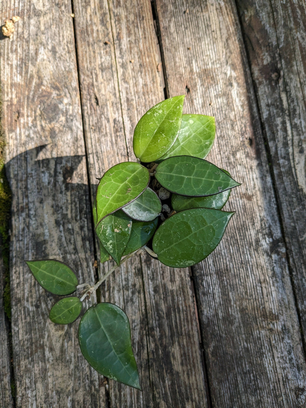 Hoya parasitica 'Black Margin', 2-Inch