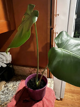 Load image into Gallery viewer, Monstera 4inch -6 inch pot
