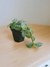 Load image into Gallery viewer, Tradescantia flumenensis &#39;Albo&#39; 3.5&quot;
