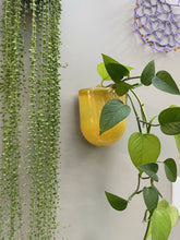 Load image into Gallery viewer, Glass Wall Plant Pouch in Mustard Yellow
