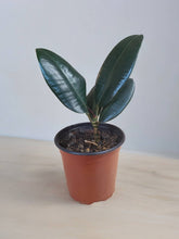 Load image into Gallery viewer, Ficus elastica 3.5&quot;
