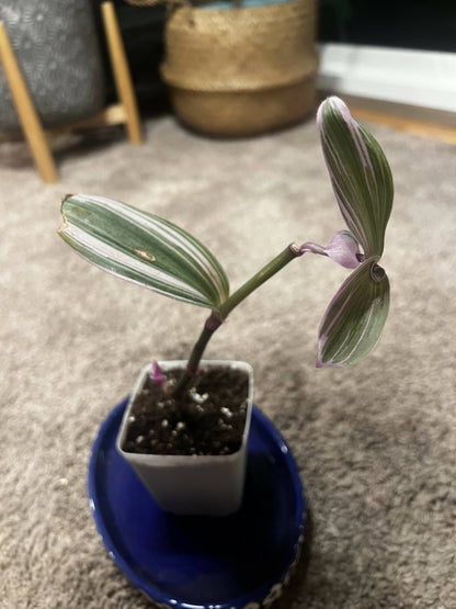 Rare Nanouk - Pink Tradescantia