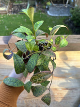 Load image into Gallery viewer, Black Pagoda Lipstick plant (Aeschynanthus marmoratus) 3in
