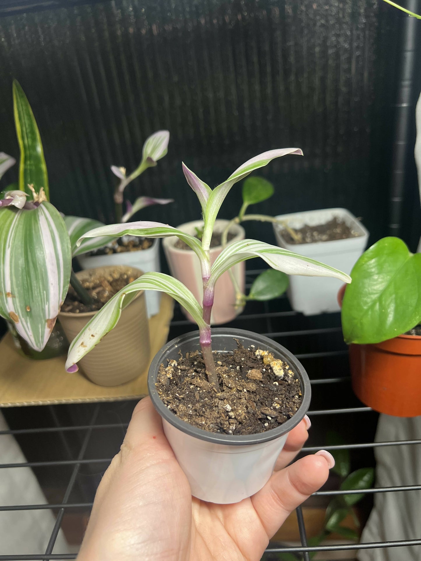 Rare Nanouk - Pink Tradescantia