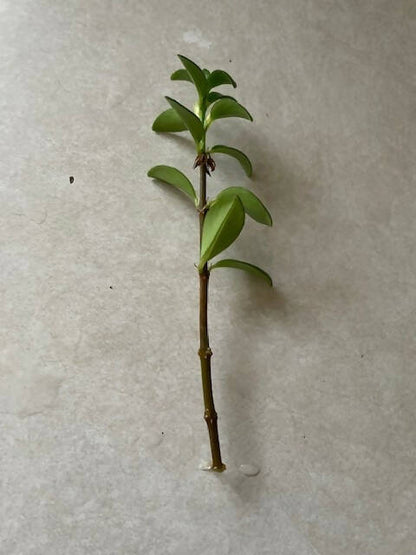 Goldfish Plant / Nematanthus gregarious