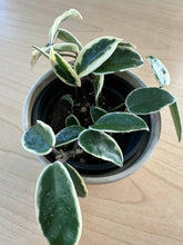 Load image into Gallery viewer, Hoya Carnosa Variegata ‘Tricolor’ 4&quot; with Cream Planter + Saucer
