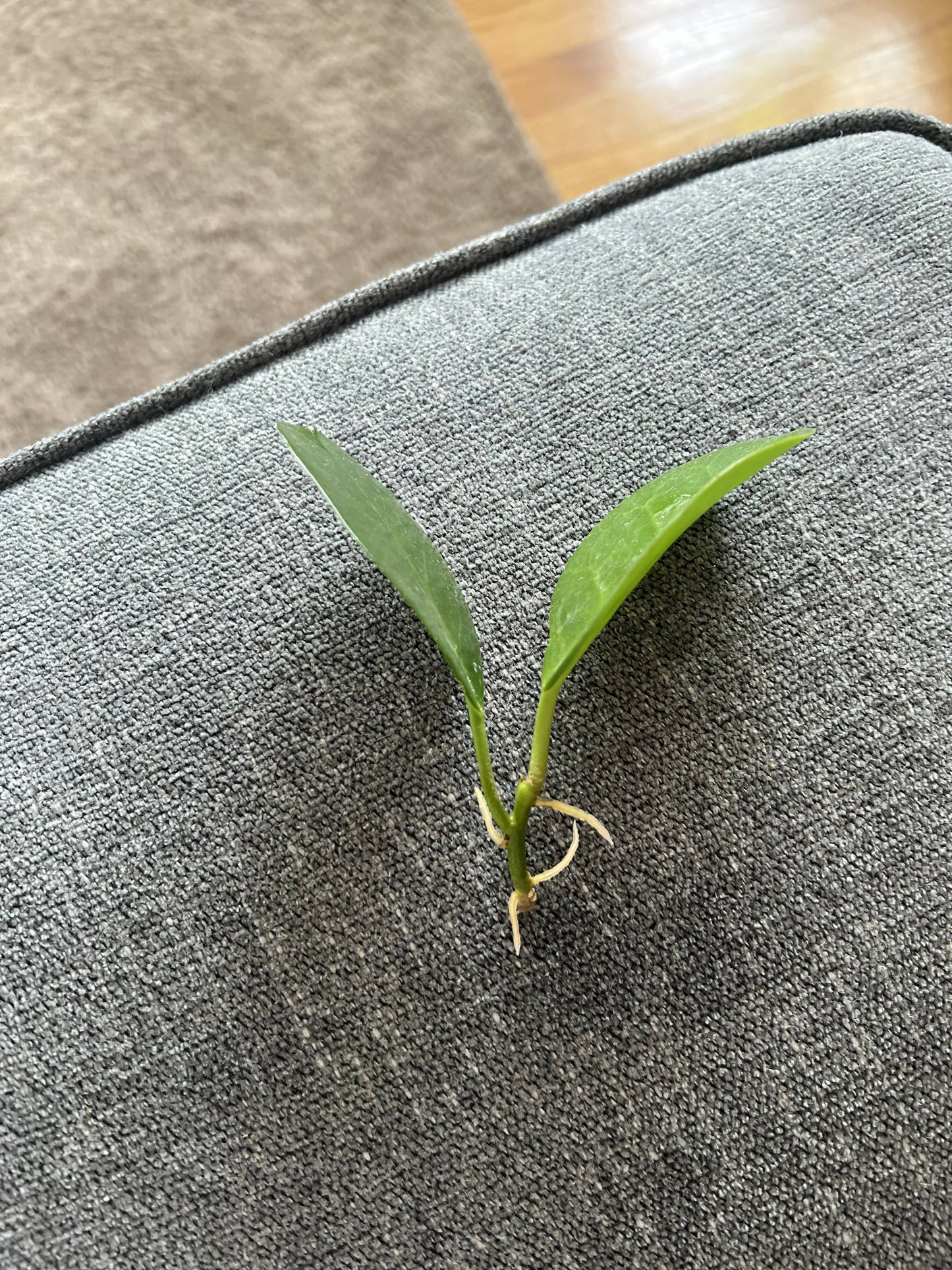 Hoya obovata