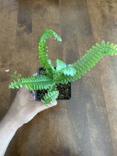 Load image into Gallery viewer, Fern
