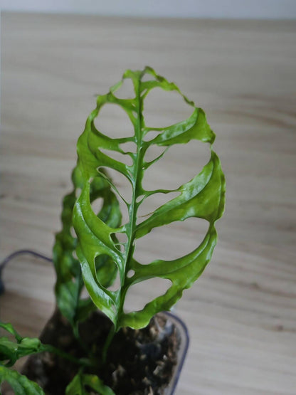 Monstera obliqua 'Peru' in terrarium