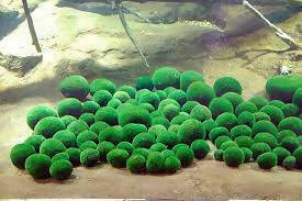 Marimos Moss Balls