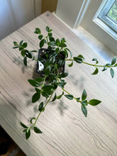 Load image into Gallery viewer, 3 inch Nematanthus Wettsteinii &quot;Goldfish plant&quot; (A)
