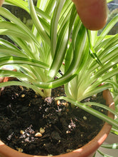 Load image into Gallery viewer, Curly Spider Plant &#39;Bonnie&#39; 4&quot;
