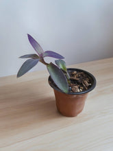 Load image into Gallery viewer, Tradescantia pallida &#39;Purple Heart&#39; 3.5&quot;
