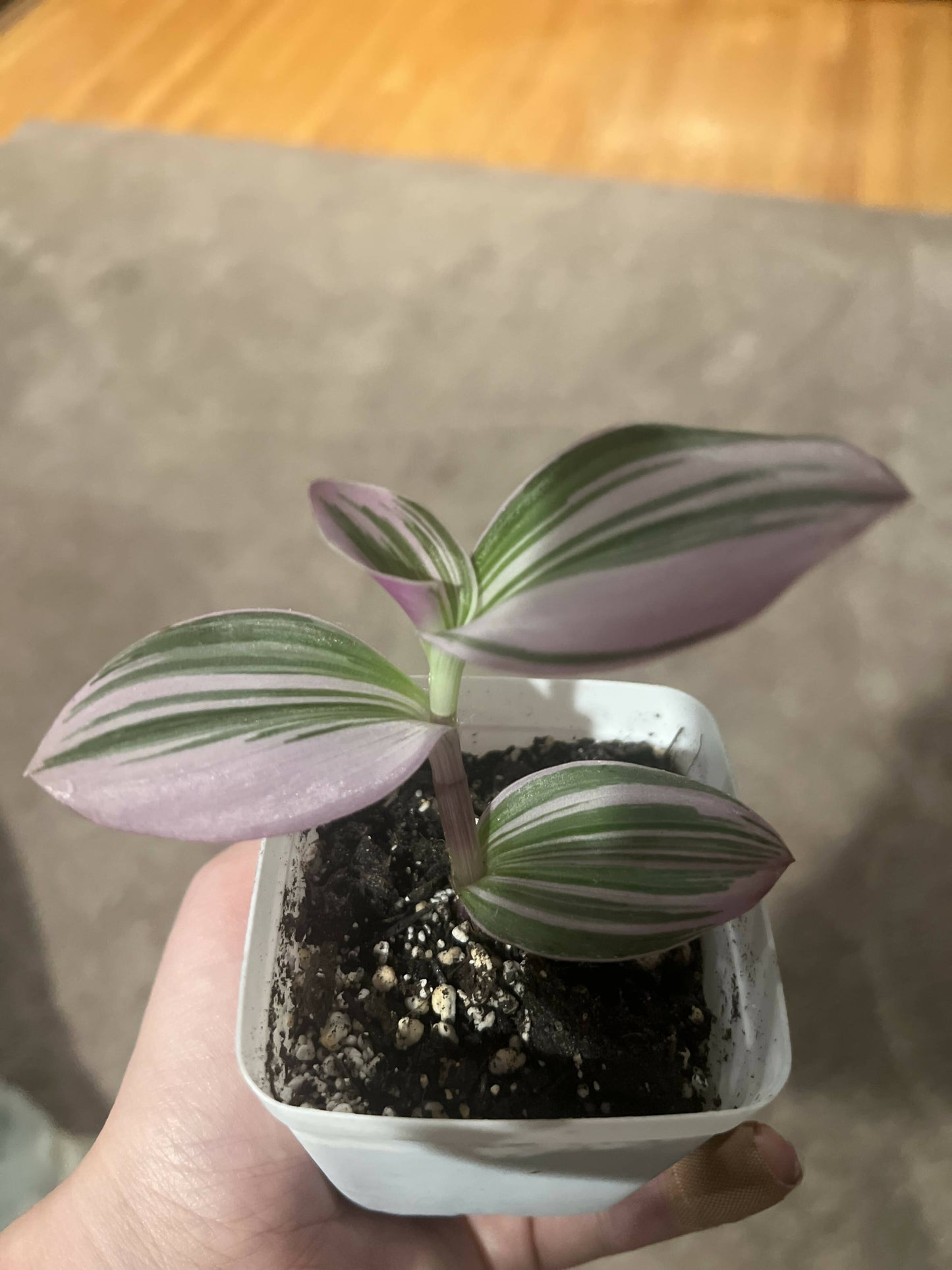 Rare Nanouk - Pink Tradescantia