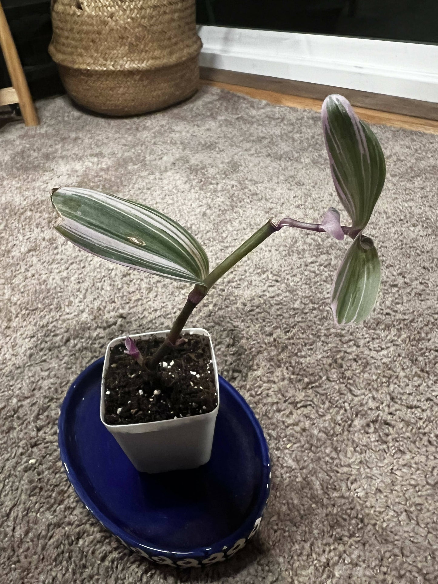 Rare Nanouk - Pink Tradescantia