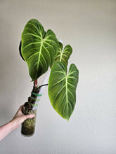 Load image into Gallery viewer, Philodendron El Choco Red (Large Plant)
