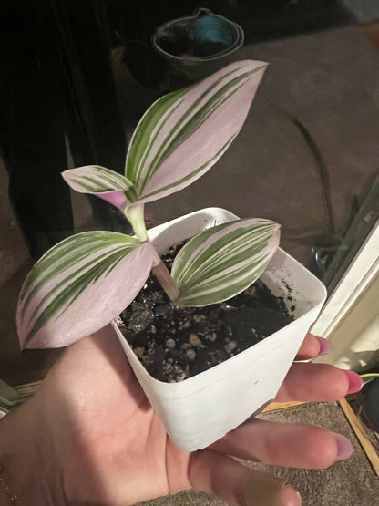 Rare Nanouk - Pink Tradescantia