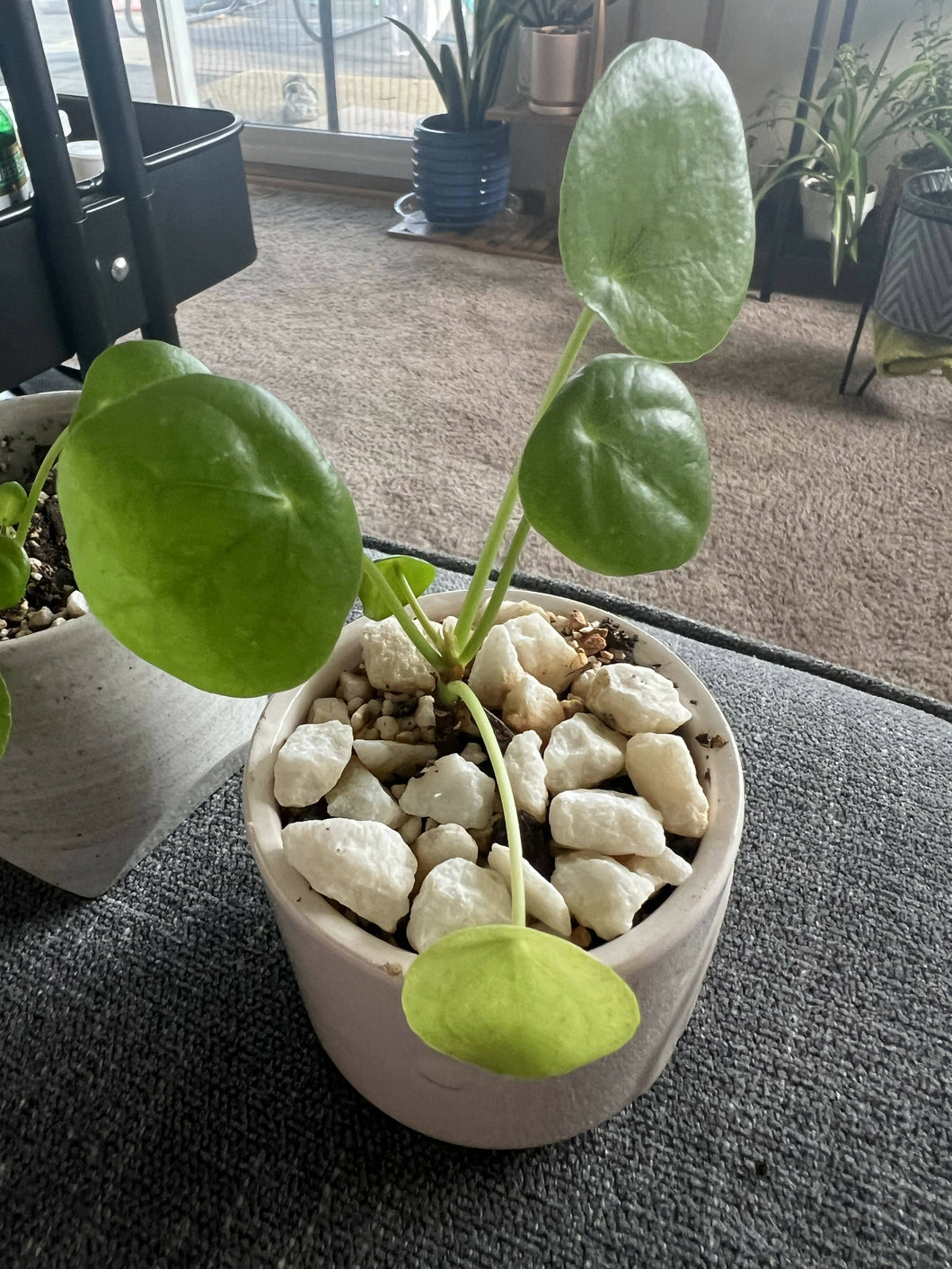 Pilea 'Chinese money plant' 1inch-2 inch pots