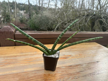 Load image into Gallery viewer, Sansevieria Boncel &quot;Starfish &quot;Snake Plant 2.5”
