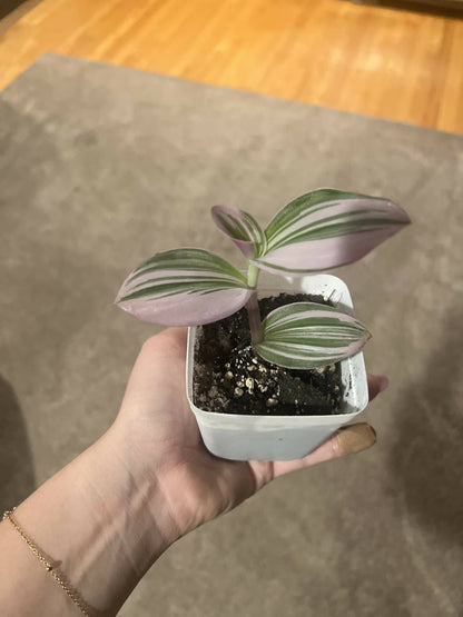 Rare Nanouk - Pink Tradescantia