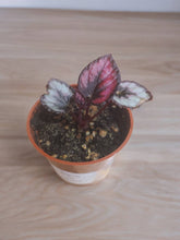 Load image into Gallery viewer, Begonia Rex &#39;Vampire&#39; 2.5&quot;
