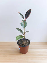 Load image into Gallery viewer, Ficus elastica &#39;Tineke&#39; 3.5&quot;
