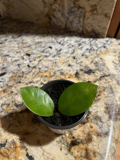 Hoya obovata