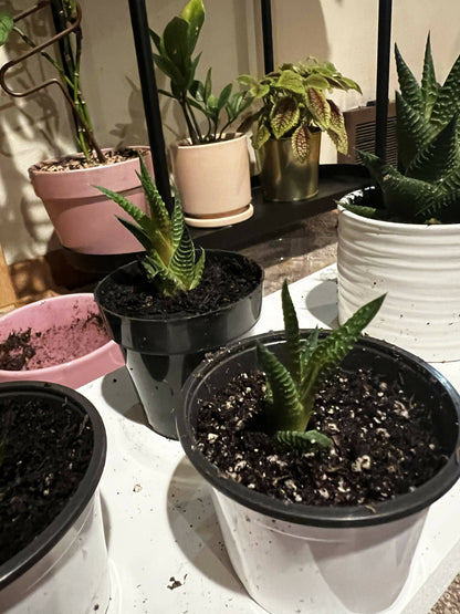 Haworthia 'Zebra Plant' White Stripe Aloe Spiky Succulent (2 inch)