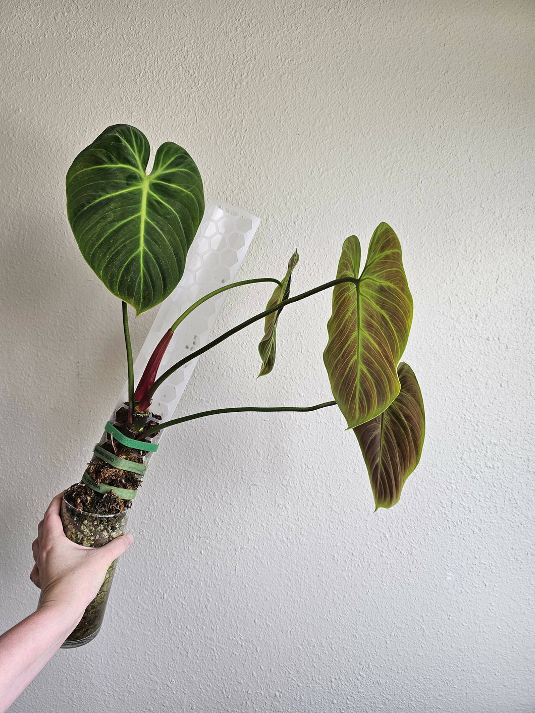 Philodendron El Choco Red (Large Plant)