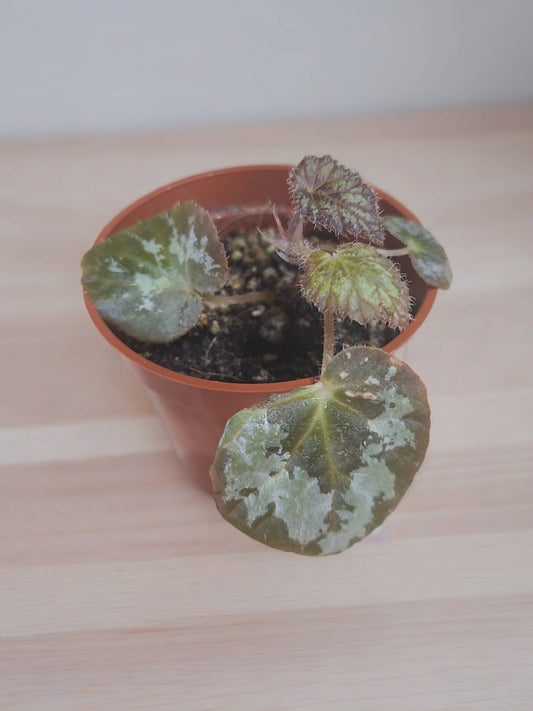 Begonia Rex 'Silver Skies' 2.5"