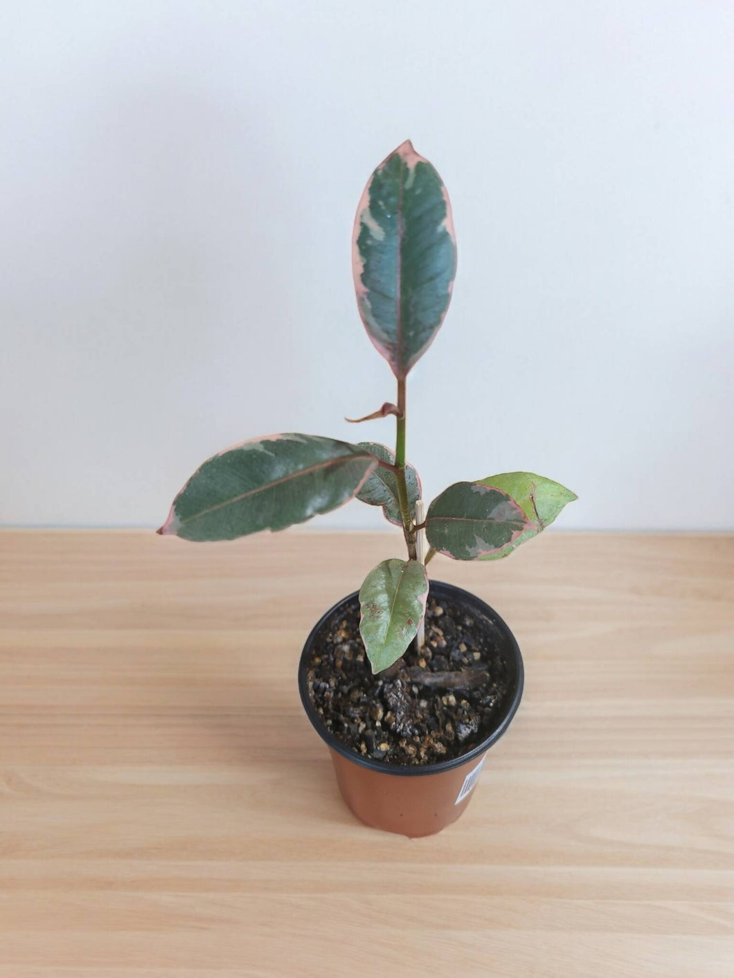 Ficus elastica 'Tineke' 3.5