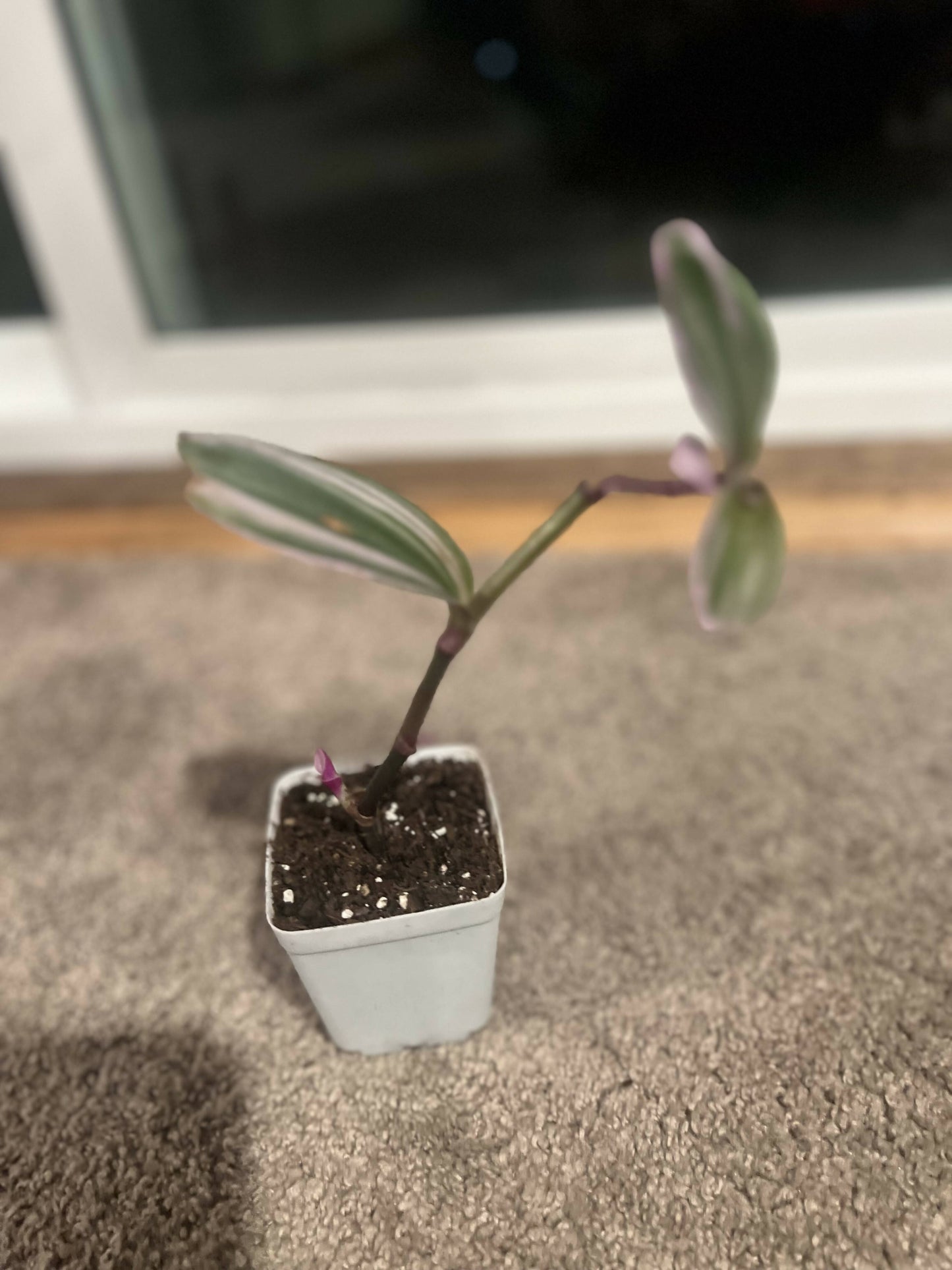 Rare Nanouk - Pink Tradescantia