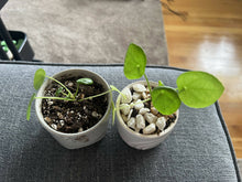 Load image into Gallery viewer, Pilea &#39;Chinese money plant&#39; 1inch-2 inch pots
