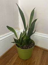 Load image into Gallery viewer, Snake plant
