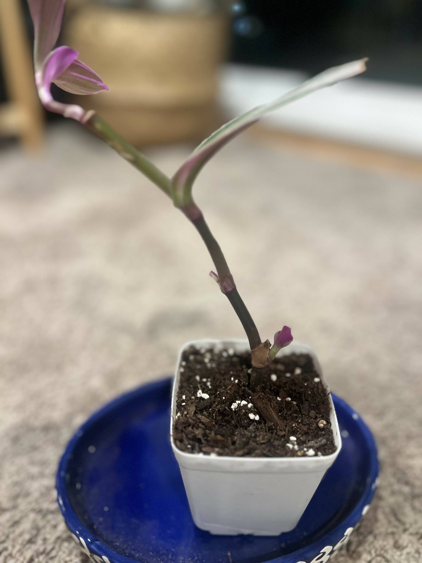 Rare Nanouk - Pink Tradescantia