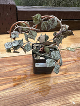 Load image into Gallery viewer, Hoya Curtisii with copper heart trellis 2”
